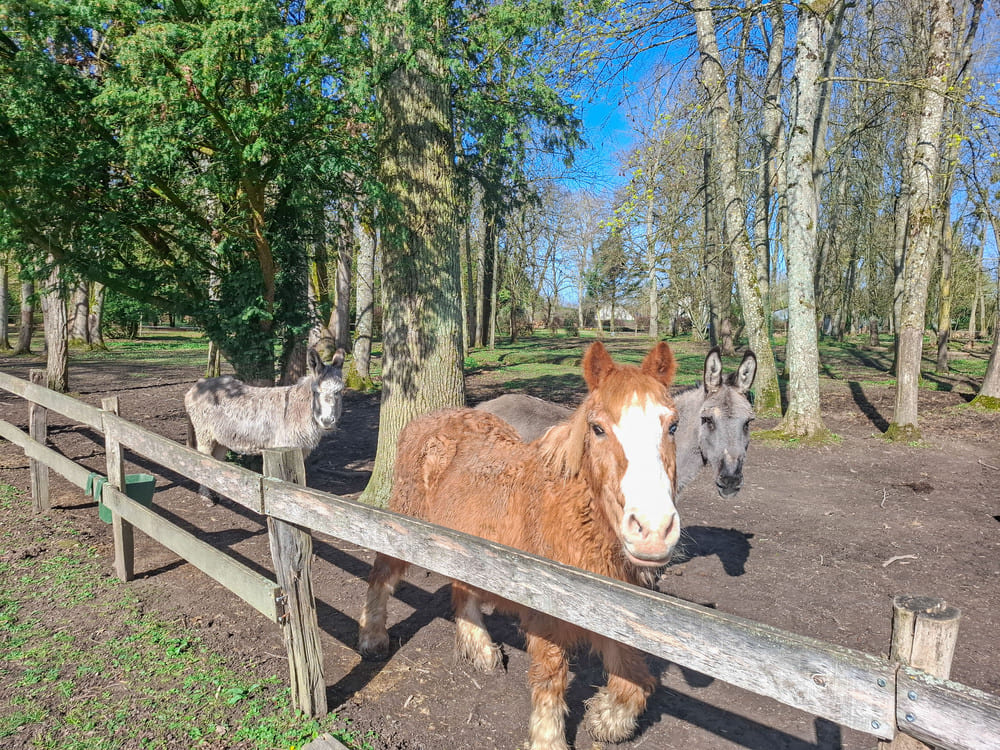 mini ferme seine et marne